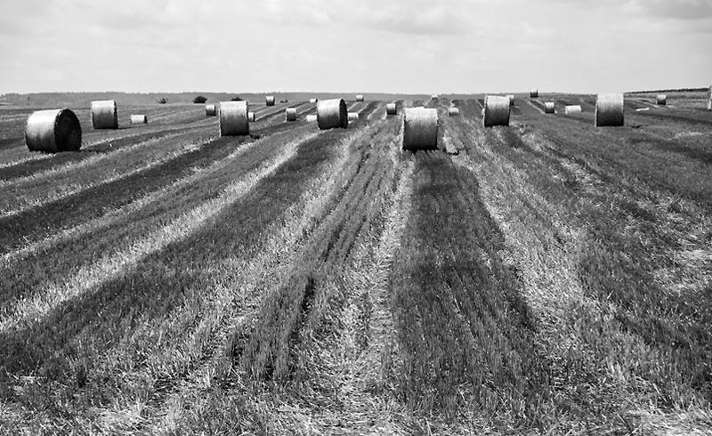 Hay , Field , Harvest, Stills and more, © Thomas-Sievert.de