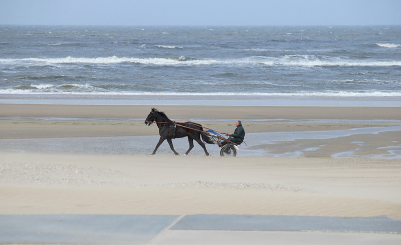 Katwijk , Beach , Horse , events , © Thomas-Sievert.de