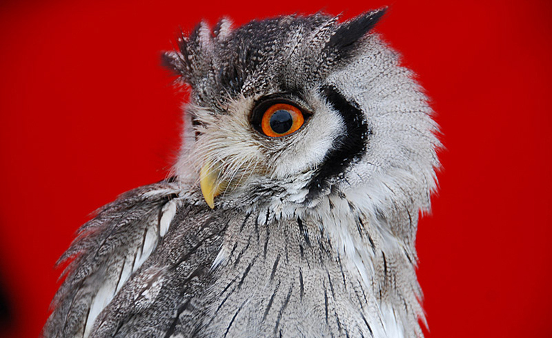 Eule , Owl , Stills and more, © Thomas-Sievert.de