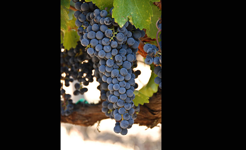 Red Grapes , Weintrauben , Stills and more, © Thomas-Sievert.de